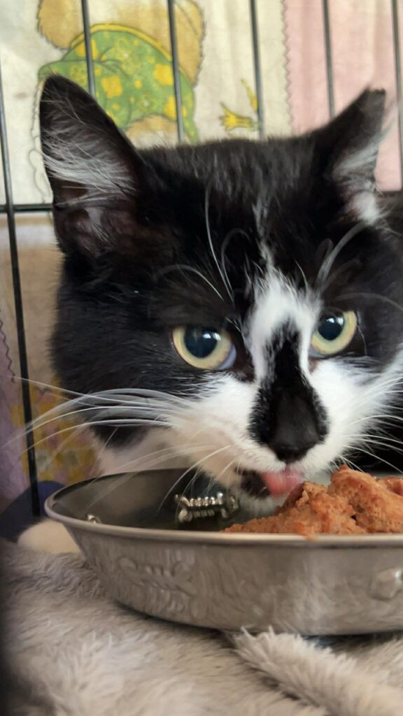 A black and white cat with a black nose is eating wet food