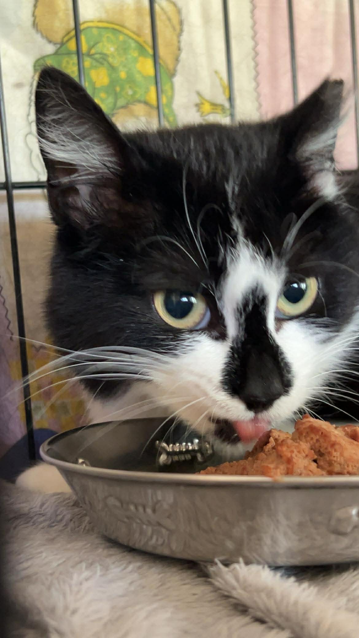 A black and white cat with a black nose is eating wet food