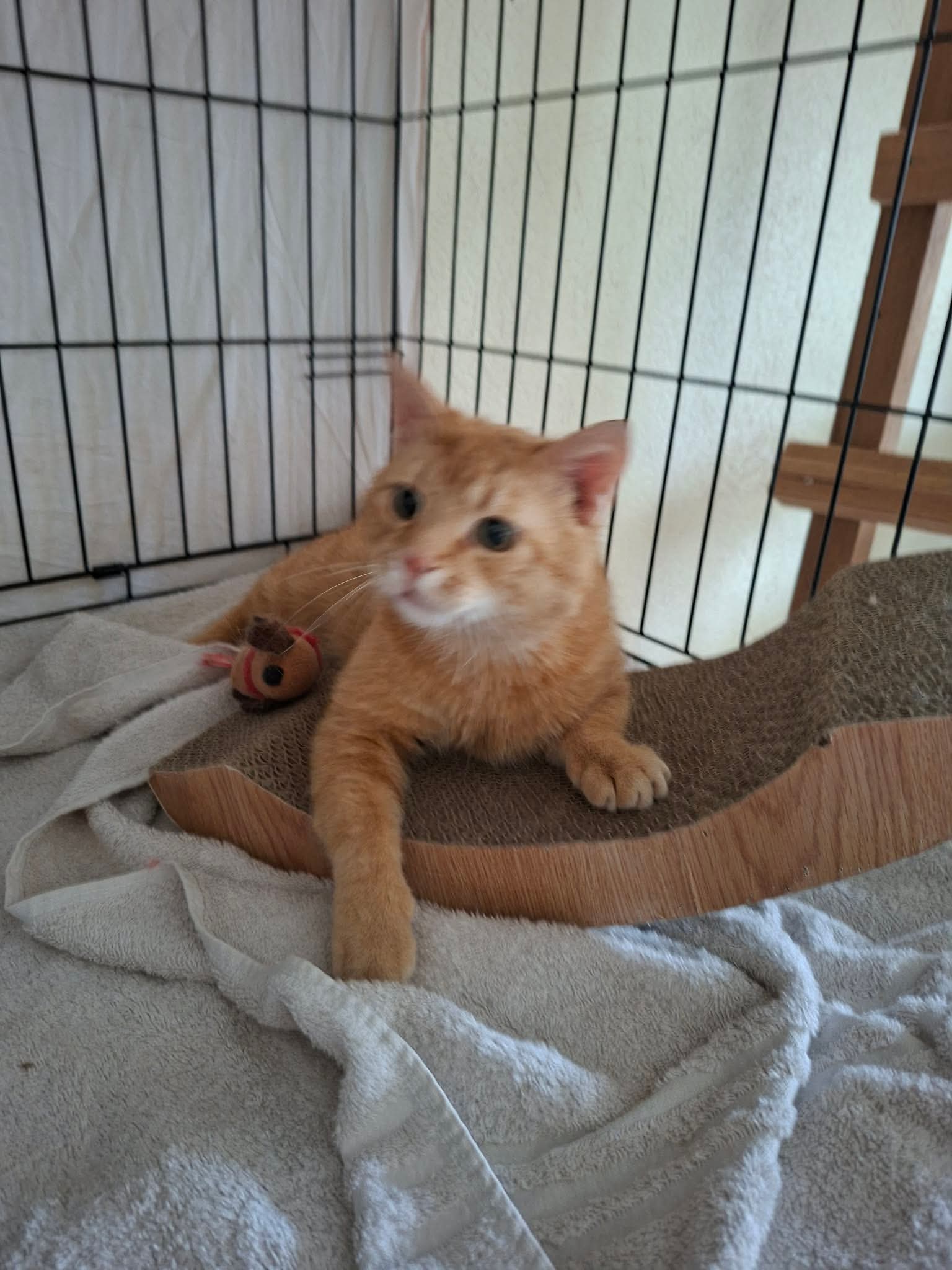 An orange cat is laying down in a cage with one paw extended in front of him. His eyes are wide