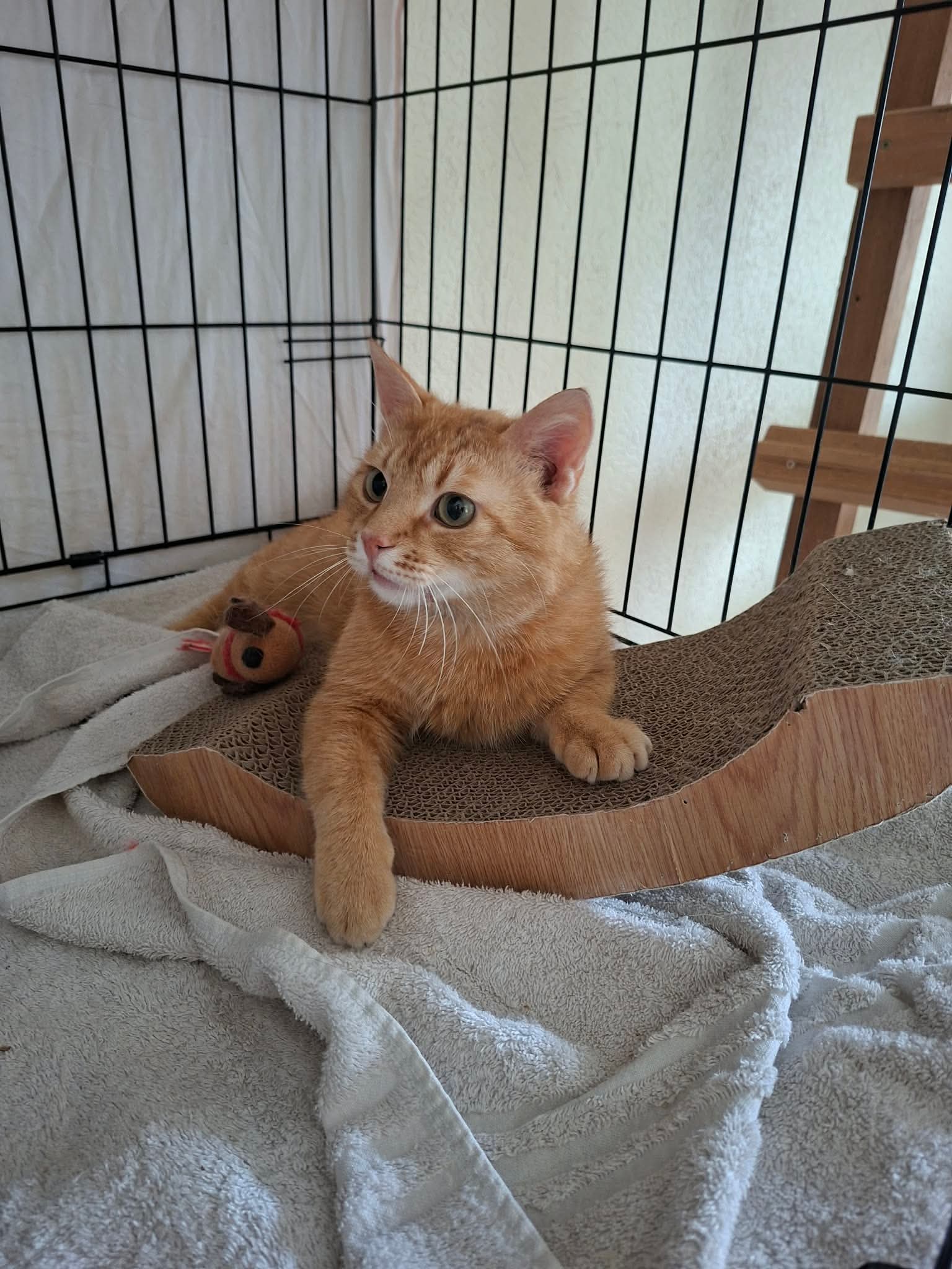 An orange cat is laying down in a cage with one paw extended in front of him. His eyes are wide