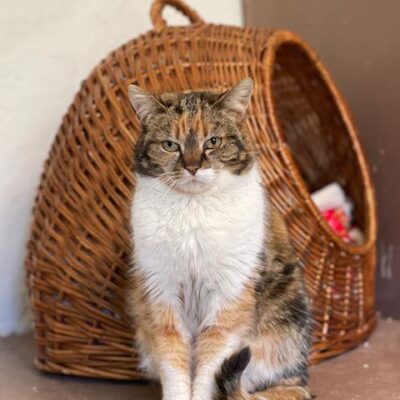 A long haired calico cat is sitting in front of a brown wicker cat tent.