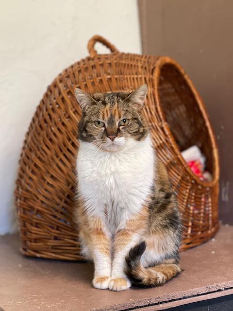 A long haired calico cat is sitting in front of a brown wicker cat tent.