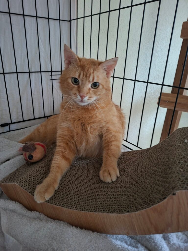 An orange cat is laying down in a cage and is in the process of standing up