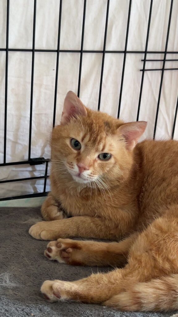 An orange cat is laying down in a cage with one paw extended in front of him. His left front paw is curled underneath his body