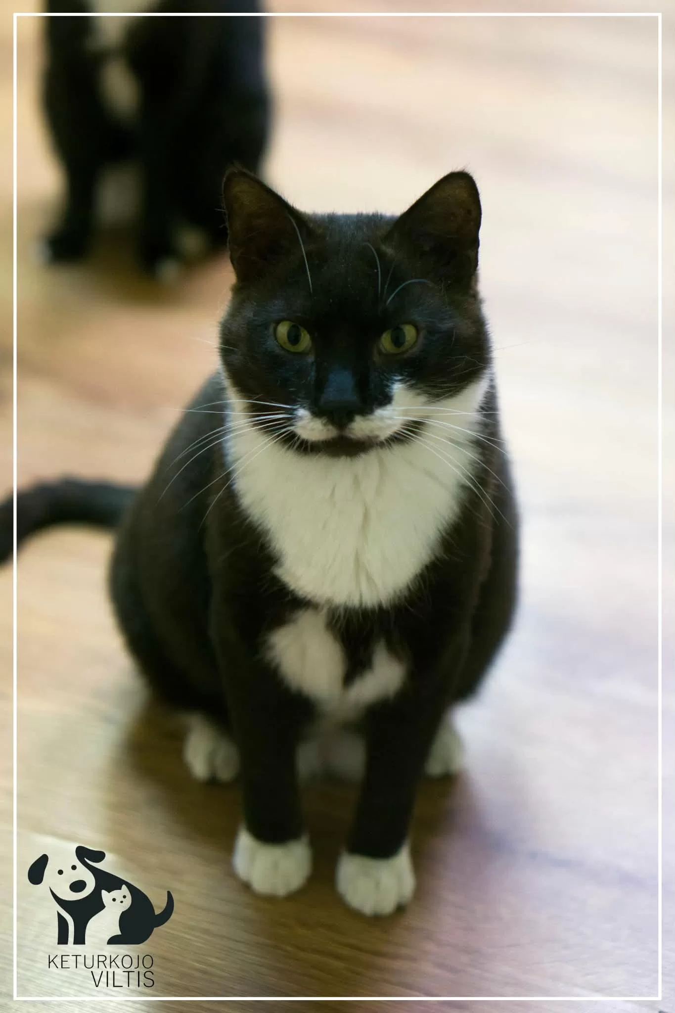 A black and white tuxedo cat is sitting on a wooden floor and looking straight ahead
