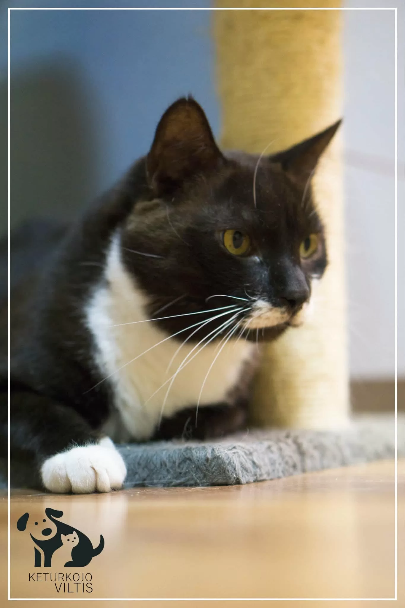 A black and white tuxedo cat is lounging under a cat tree with one paw extended. He looks like he has socks on