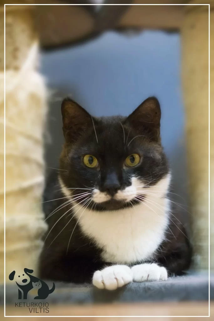 A black and white tuxedo cat is lounging between two posts of a cat tree. Both paws are politely in front of him