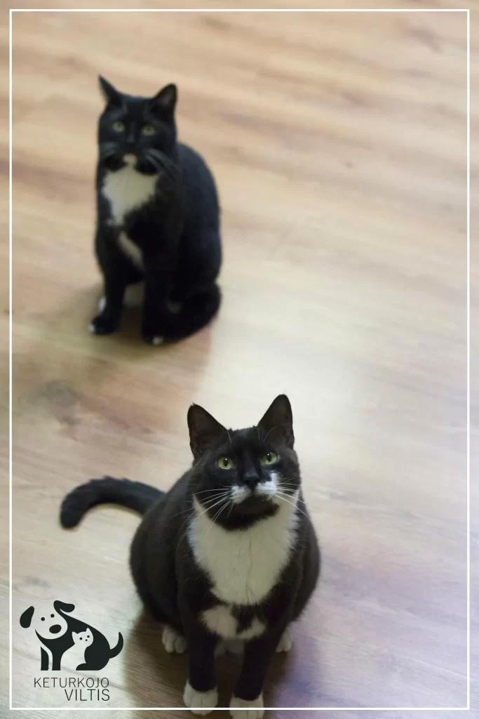 A black and white tuxedo cat is sitting on a wooden floor and looking up. There is another tuxedo cat behind him