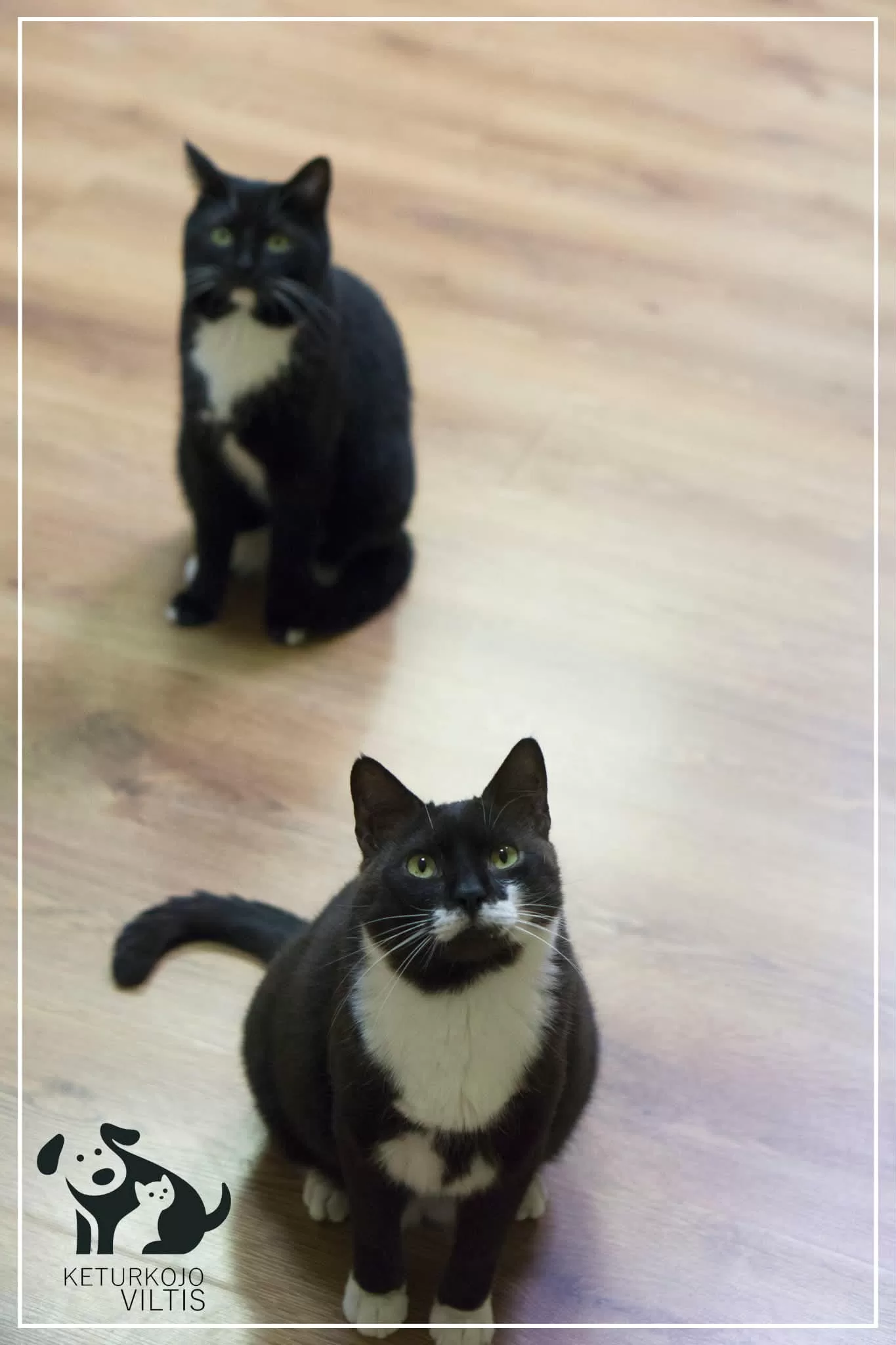 A black and white tuxedo cat is sitting on a wooden floor and looking up. There is another tuxedo cat behind him