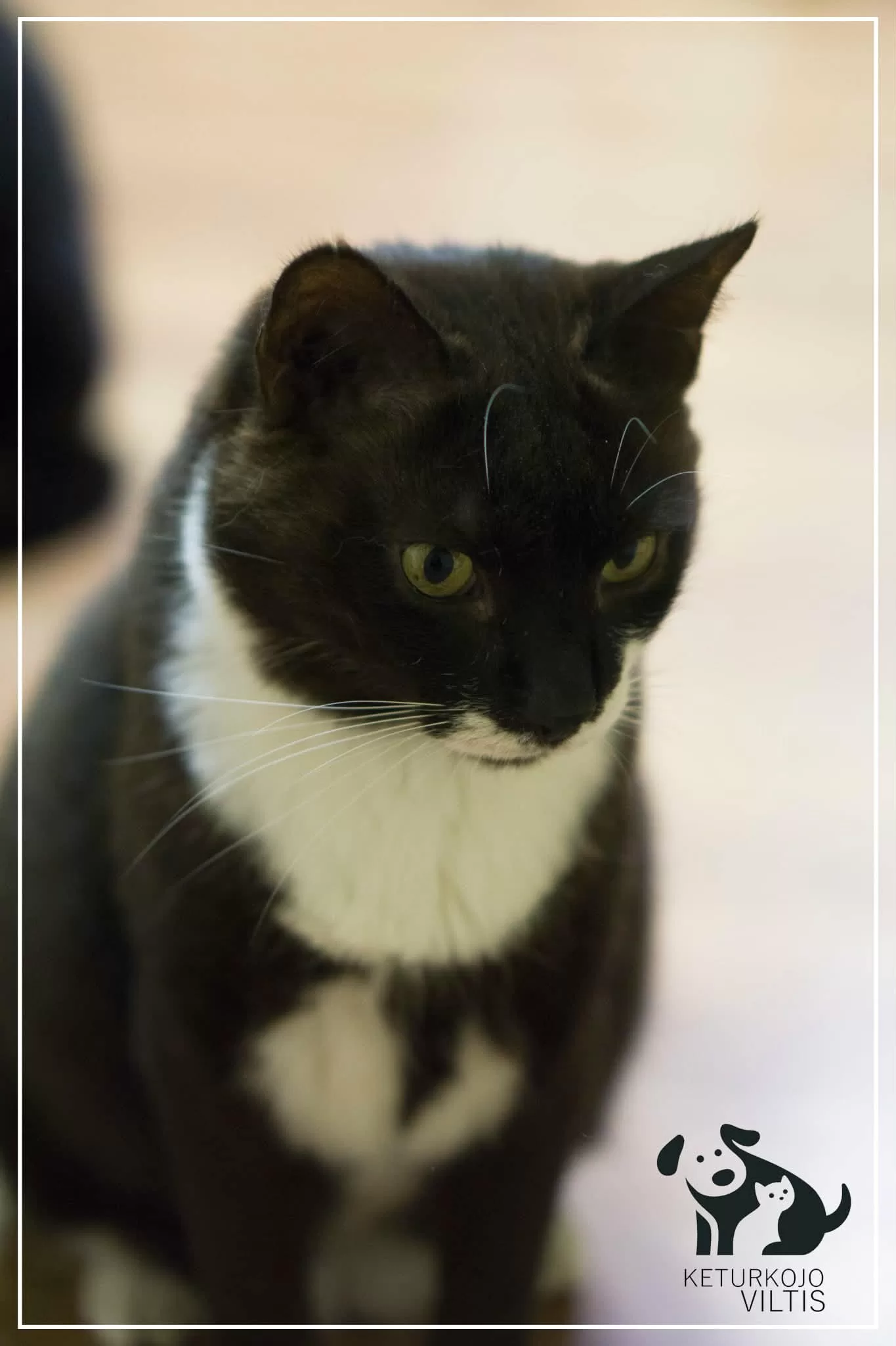 A black and white tuxedo cat is sitting on a wooden floor and looking down