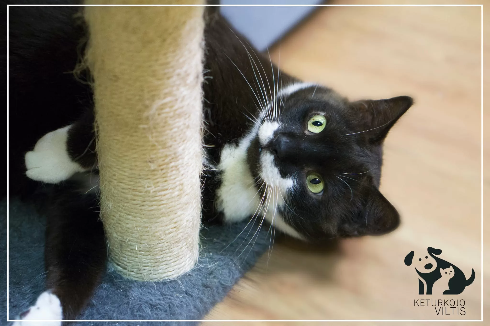 A tuxedo cat is laying next to the scratching post of a cat tree. He is looking up at something