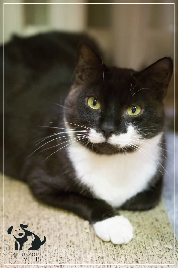 A black and white tuxedo cat is lounging under a cat tree with one paw extended. He looks like he has socks on