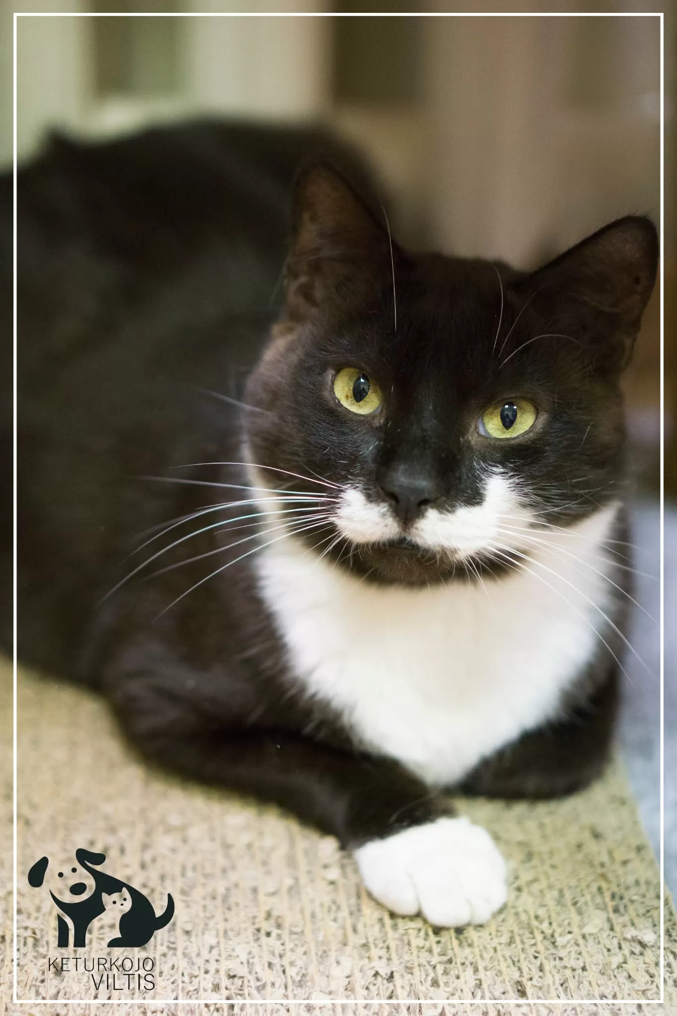 A black and white tuxedo cat is lounging under a cat tree with one paw extended. He looks like he has socks on