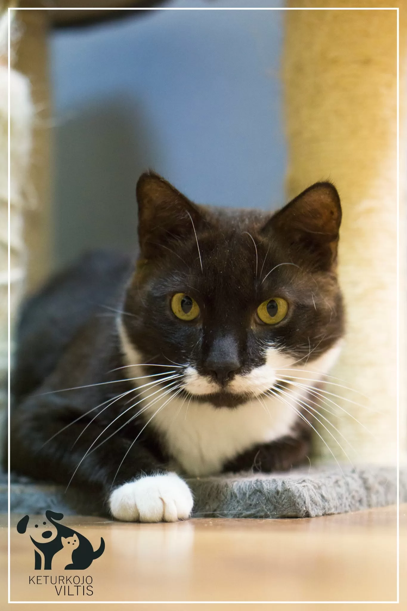A black and white tuxedo cat is laying between two posts of a cat tree