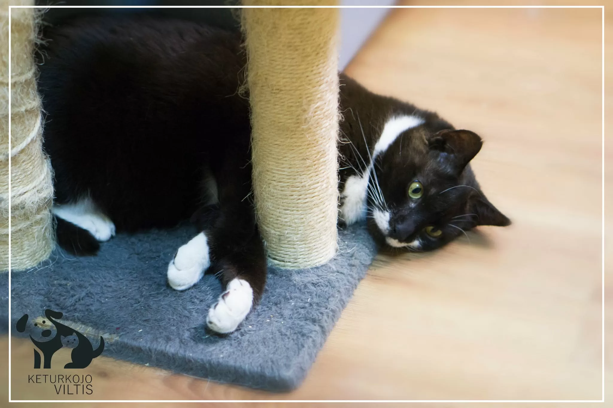 A tuxedo cat is laying next to the scratching post of a cat tree