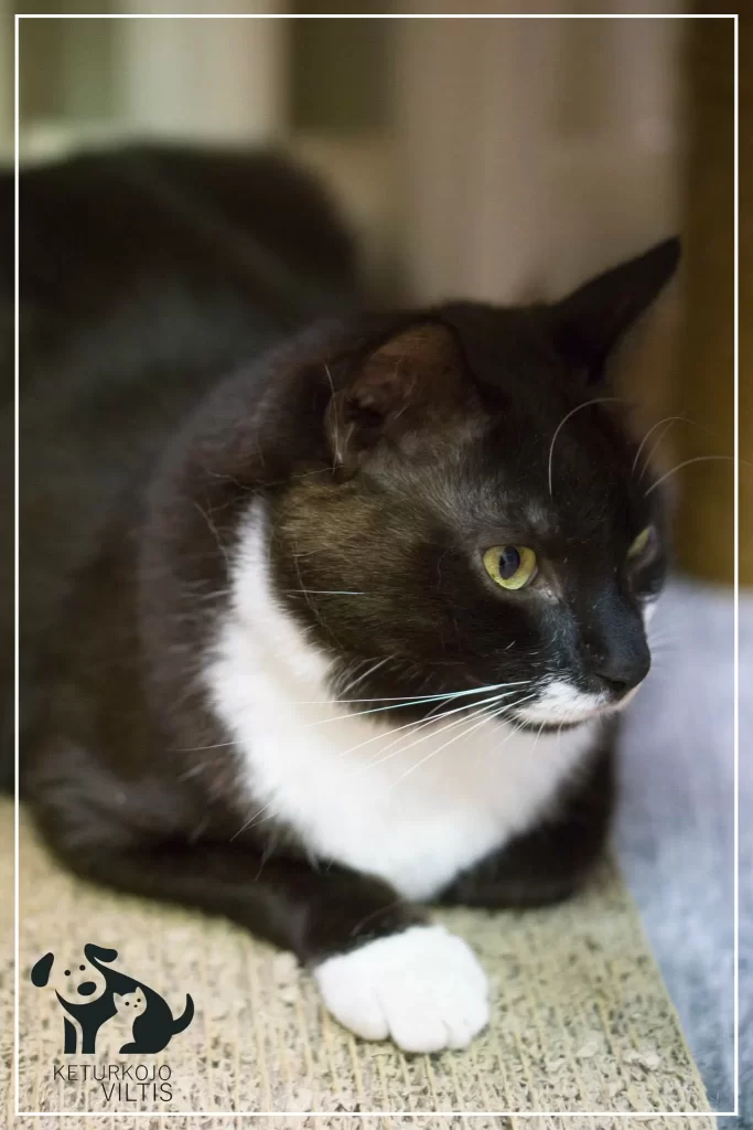 A tuxedo cat is laying on a shelf of a cat tree with one paw extended. He looks like a loaf