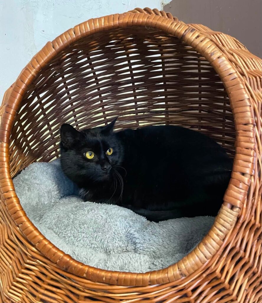 A sleek black cat is laying in an egg-shaped brown wicker basket
