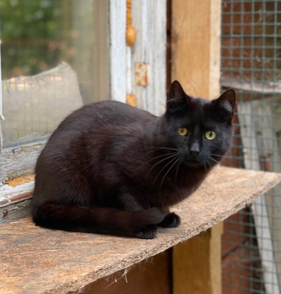 A sleek black cat is laying on a crude wooden table