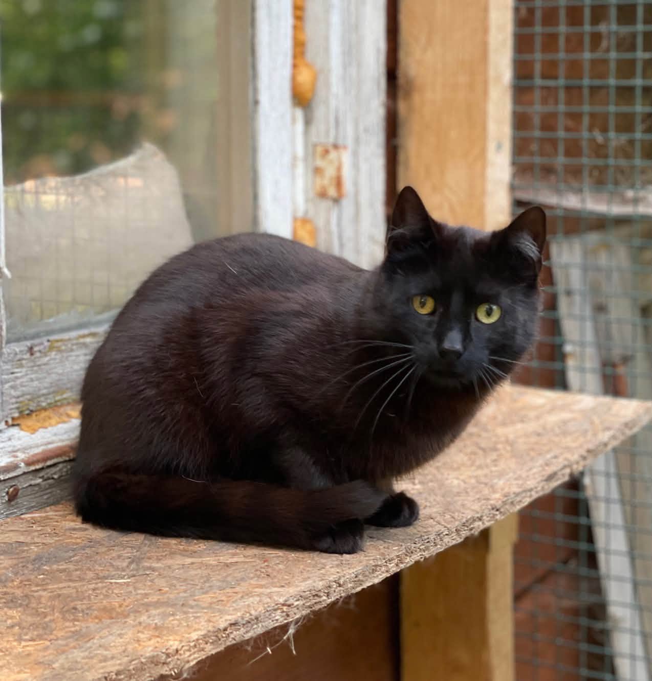 A sleek black cat is laying on a crude wooden table