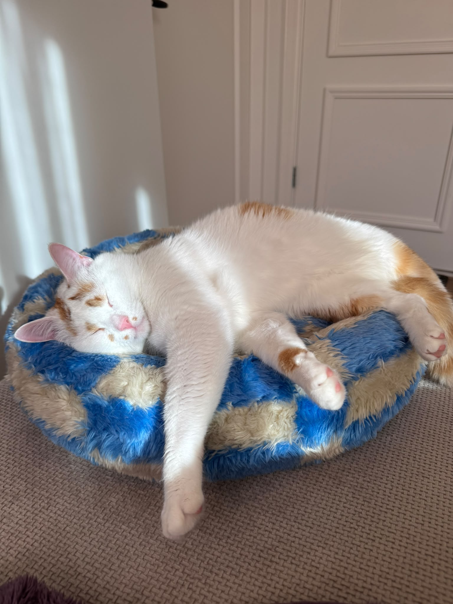 A white cat with orange spots is sleeping on a blue cat bed.