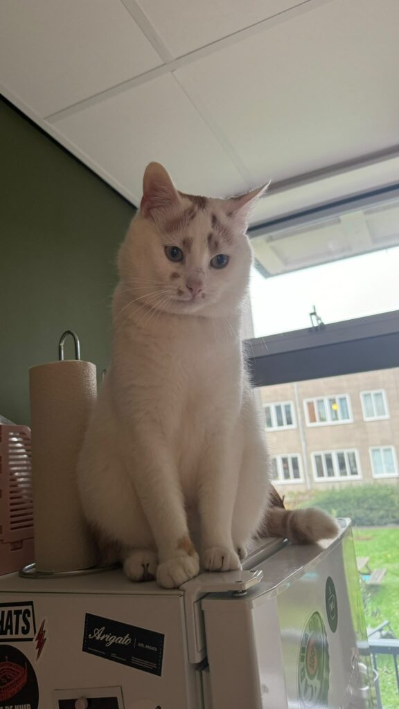 A white cat with orange spots is sitting on a cat tree