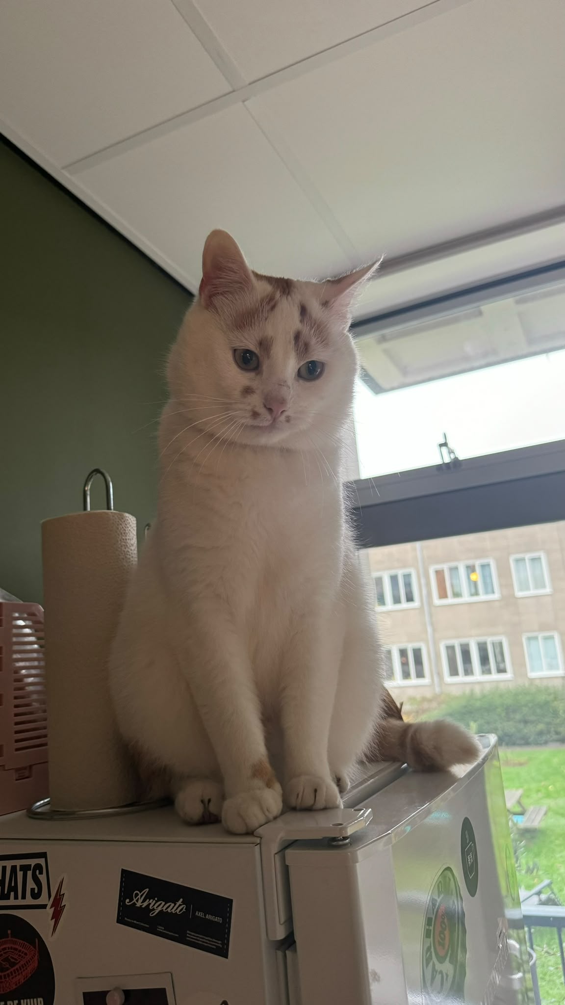 A white cat with orange spots is sitting on a cat tree