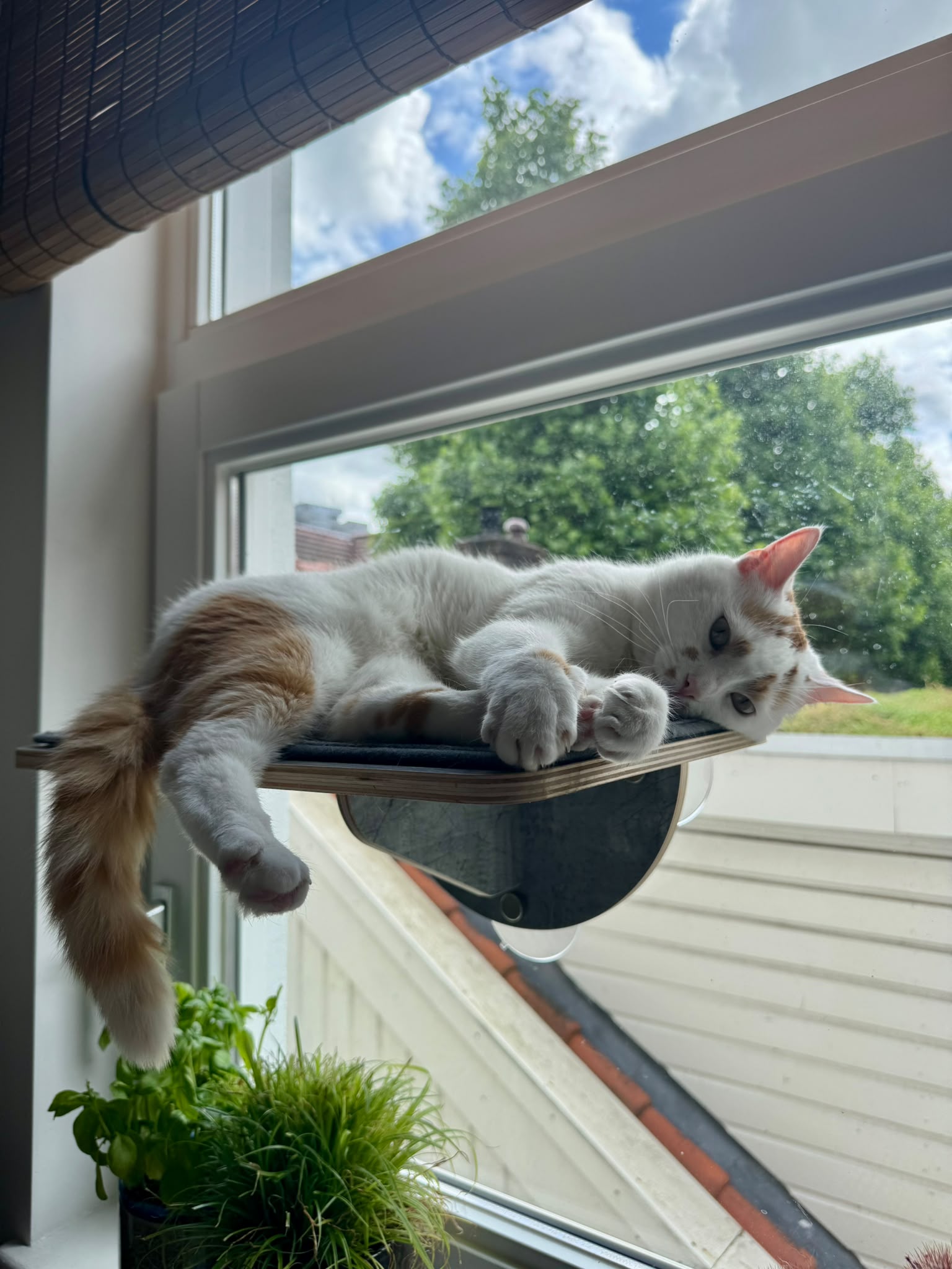 A white cat with orange spots is sitting on a ledge next to a window. He looks like he is playing with a toy