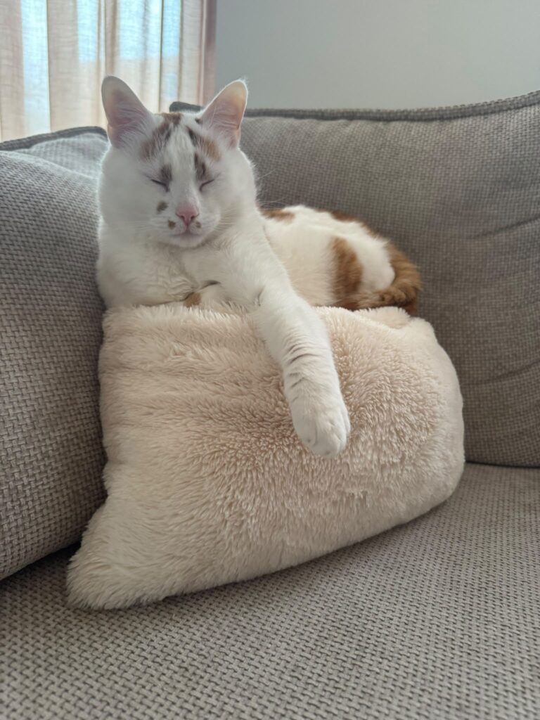 A white cat with orange spots is sitting on a pillow on a chair. It is surprising that the pillow hasn't collapsed under his weight. His eyes are closed and his front leg is resting over the pillow. 
