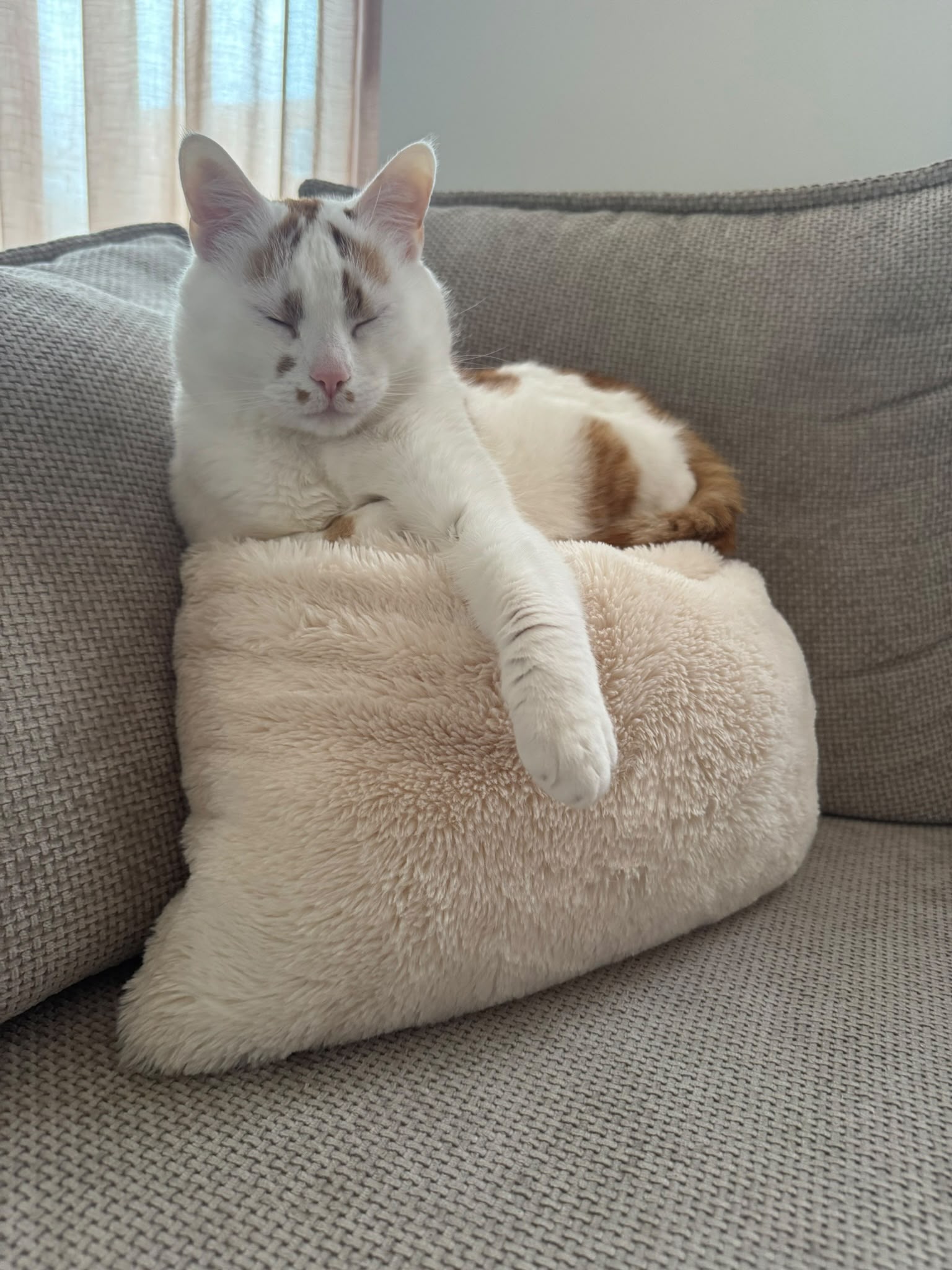 A white cat with orange spots is sitting on a pillow on a chair. It is surprising that the pillow hasn't collapsed under his weight. His eyes are closed and his front leg is resting over the pillow. 