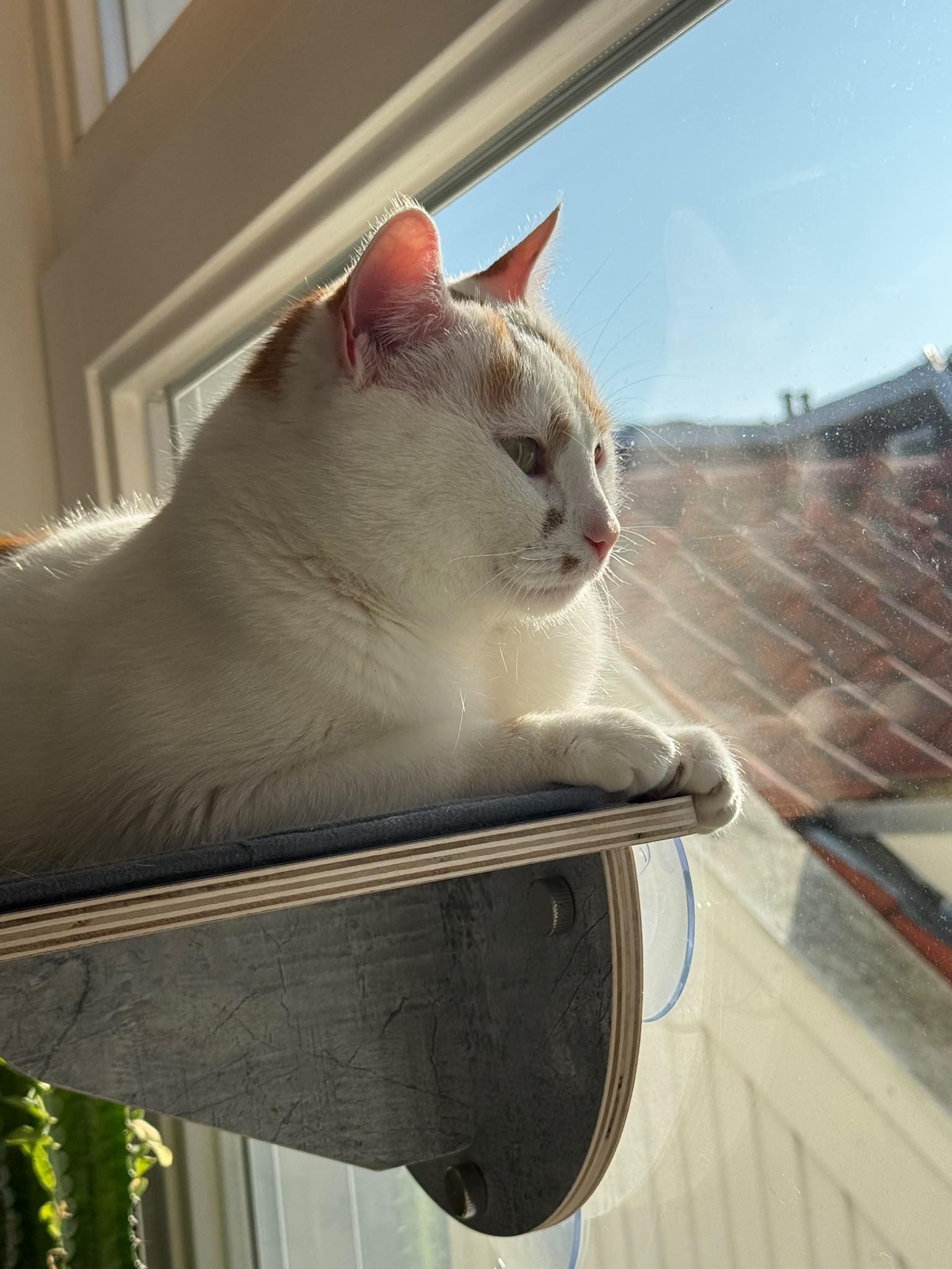 A white cat with orange spots is sitting on a ledge next to a window. 