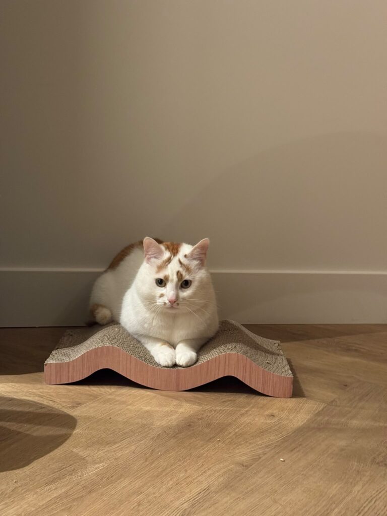 A white cat with orange spots is loafing on a scratch pad