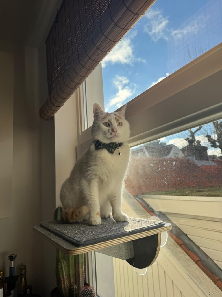 A white cat with orange spots is sitting on a ledge next to a window. He is wearing a bow tie