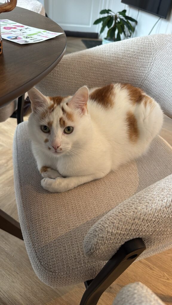A white cat with orange spots is sitting on a chair. His front paws are politely folded