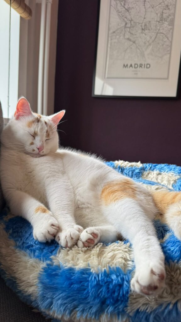 A white cat with orange spots is lounging on a blue blanket