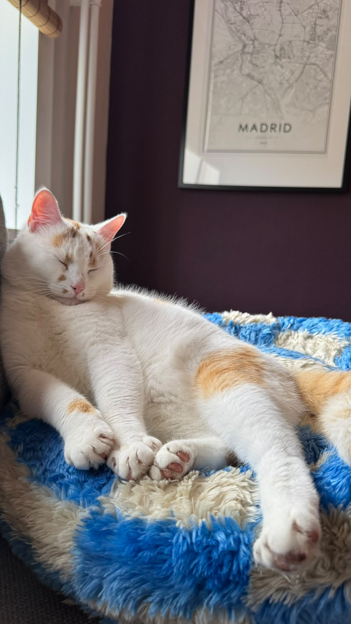 A white cat with orange spots is lounging on a blue blanket