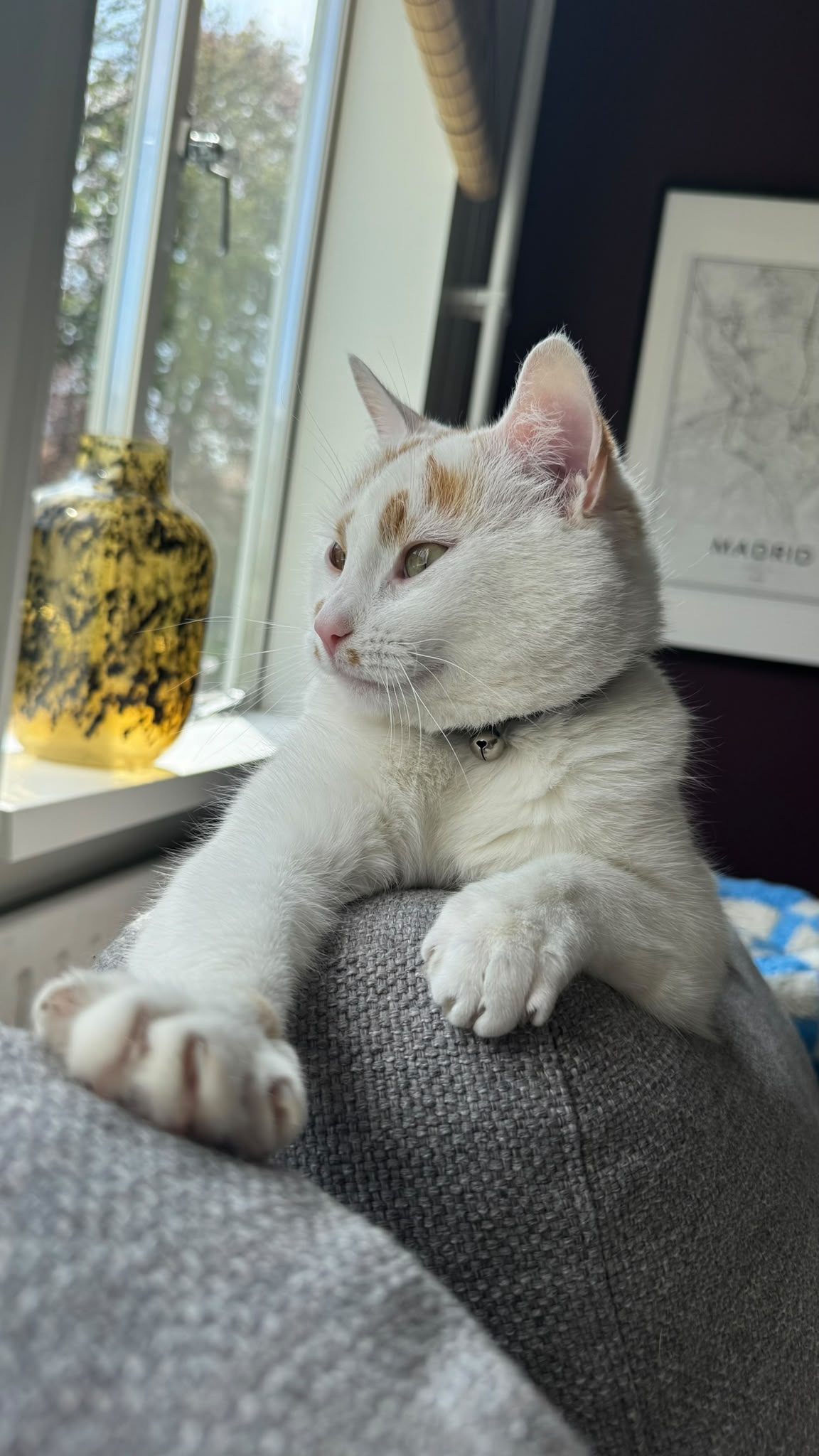 A white cat with orange spots is sitting on a chair. One front paw is outstretched