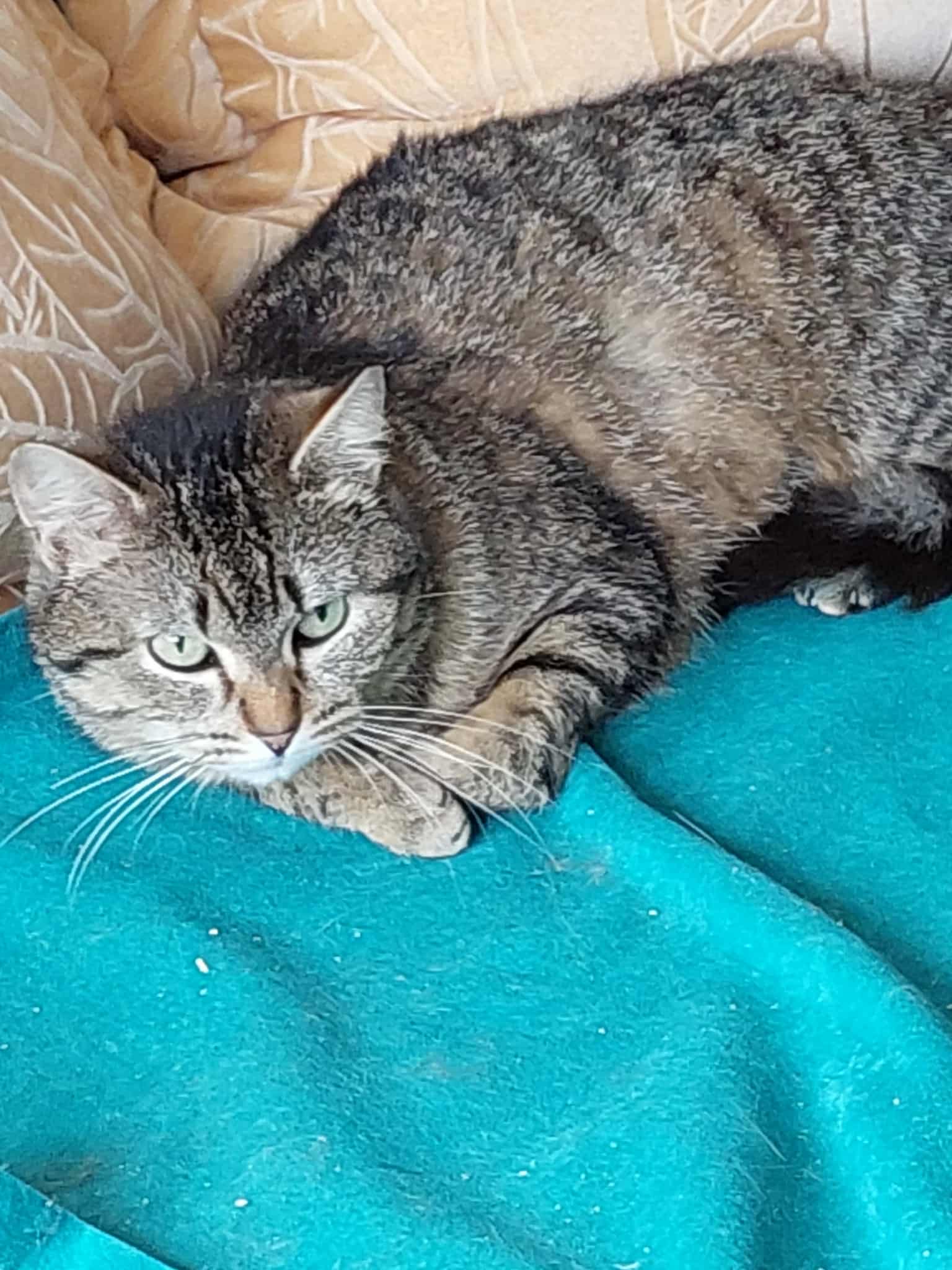 a round gray tabby cat is laying on a teal blanket. She looks like she was woken up from slumber
