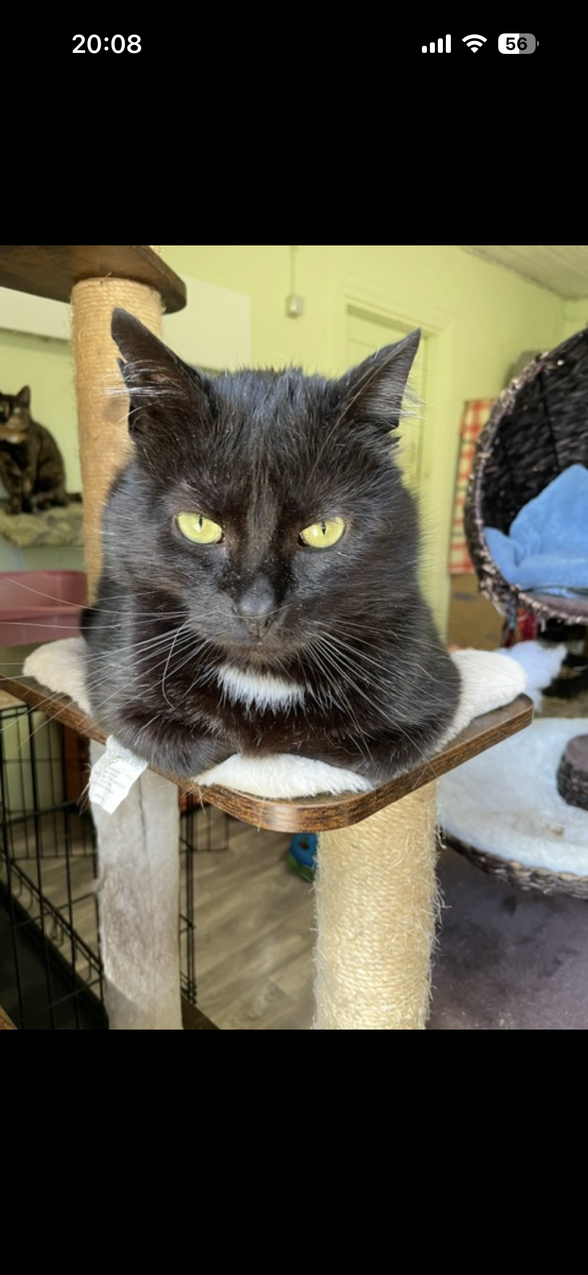 A black cat is sitting on the shelf of a cat tree. His front paws are tucked under his body so he is in loaf formation