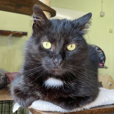 A black cat is sitting on the shelf of a cat tree. His front paws are tucked under his body so he is in loaf formation