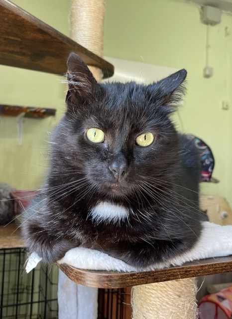A black cat is sitting on the shelf of a cat tree. His front paws are tucked under his body so he is in loaf formation
