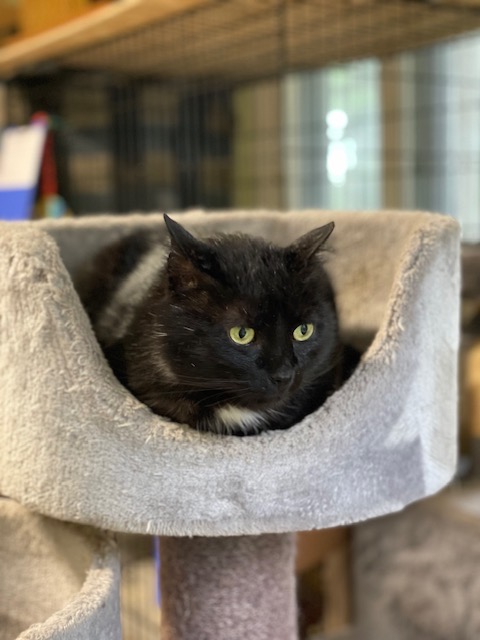 A black cat is sitting in a disc-shaped cat bed