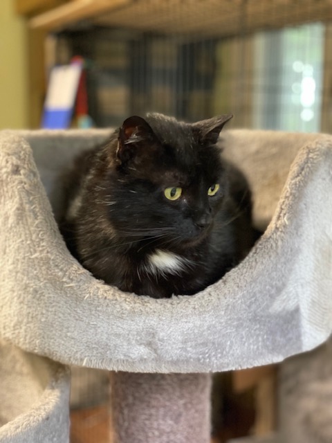 A black cat is sitting in a disc-shaped cat bed