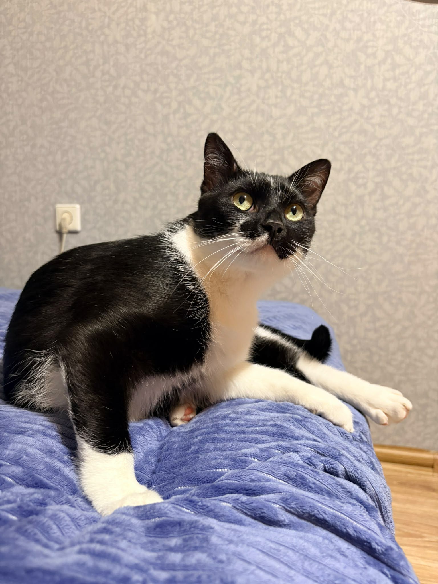A young black and white cat is laying on a blue blanket
