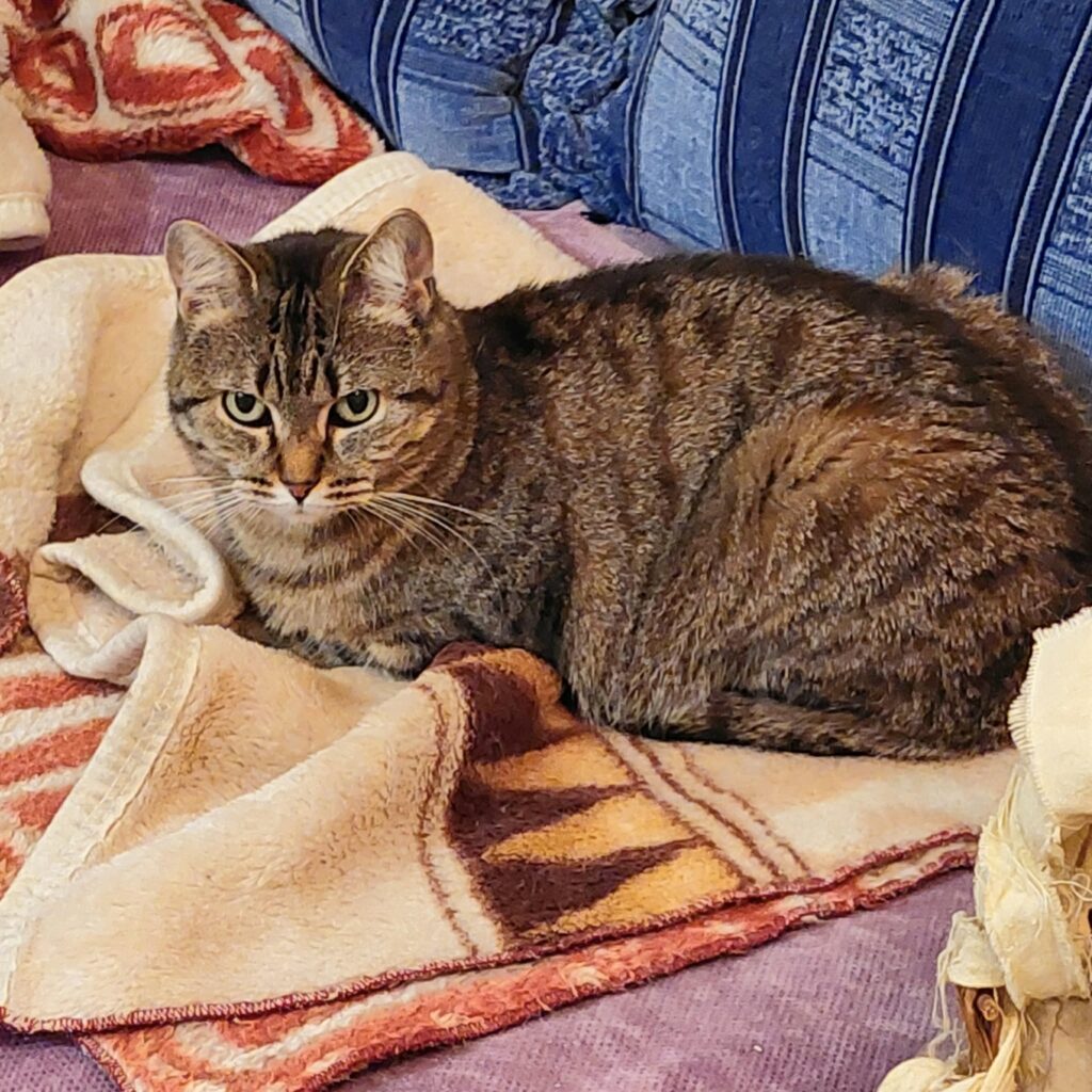 a round gray tabby cat is laying on a brown blanket