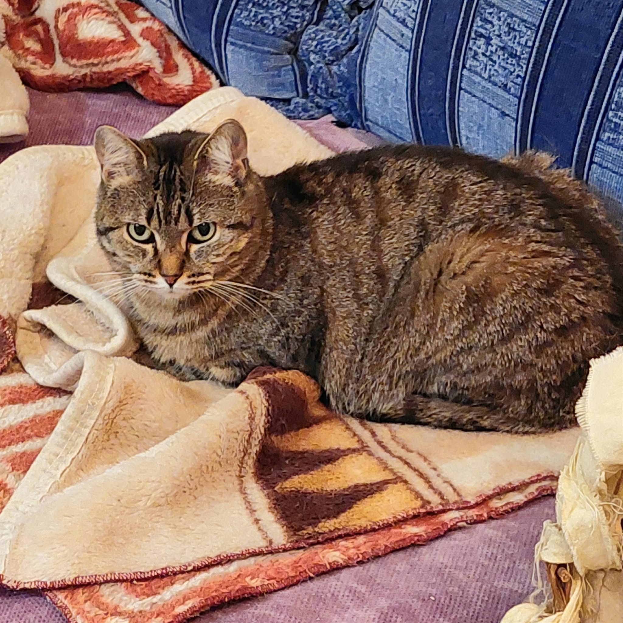 a round gray tabby cat is laying on a brown blanket