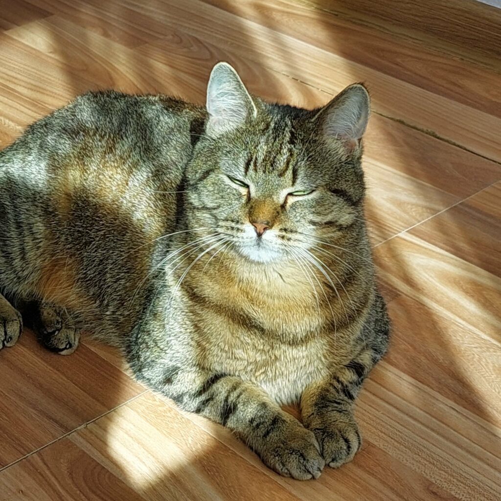 a round gray tabby cat is laying on a wooden floor in the sun. Her paws are politely in front of her and her eyes are closed