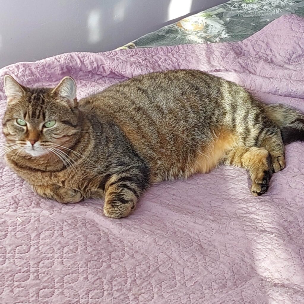a round gray tabby cat is laying on a pink blanket in the sun