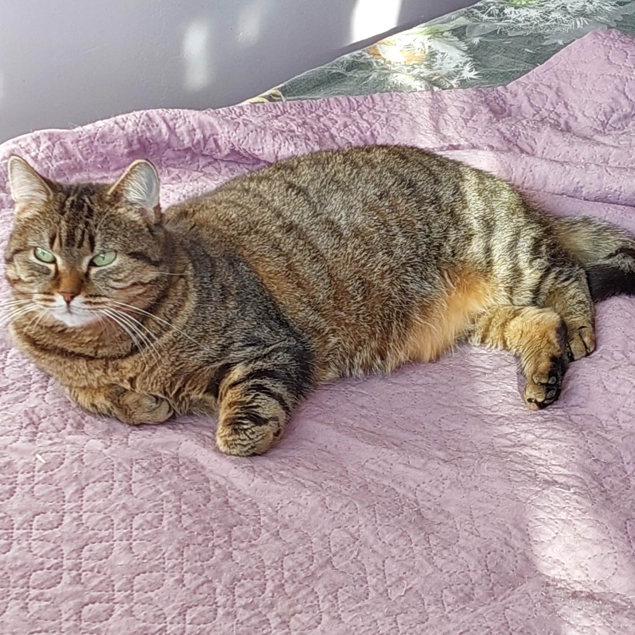 a round gray tabby cat is laying on a pink blanket in the sun