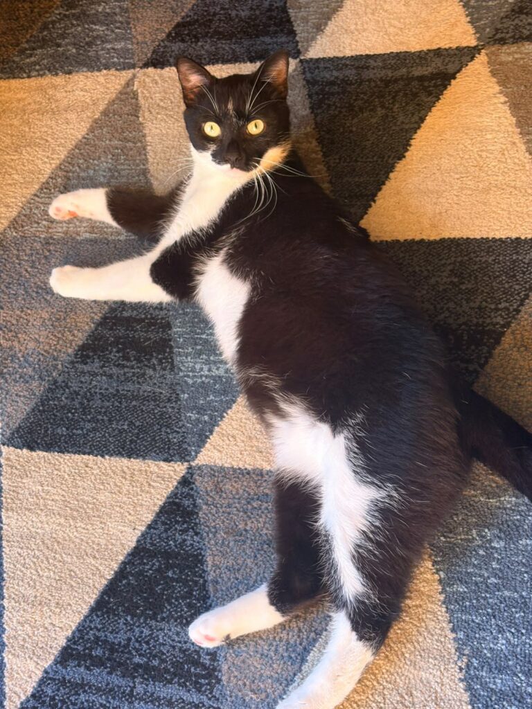 A young black and white cat is laying on a carpet with his head up. He looks surprised