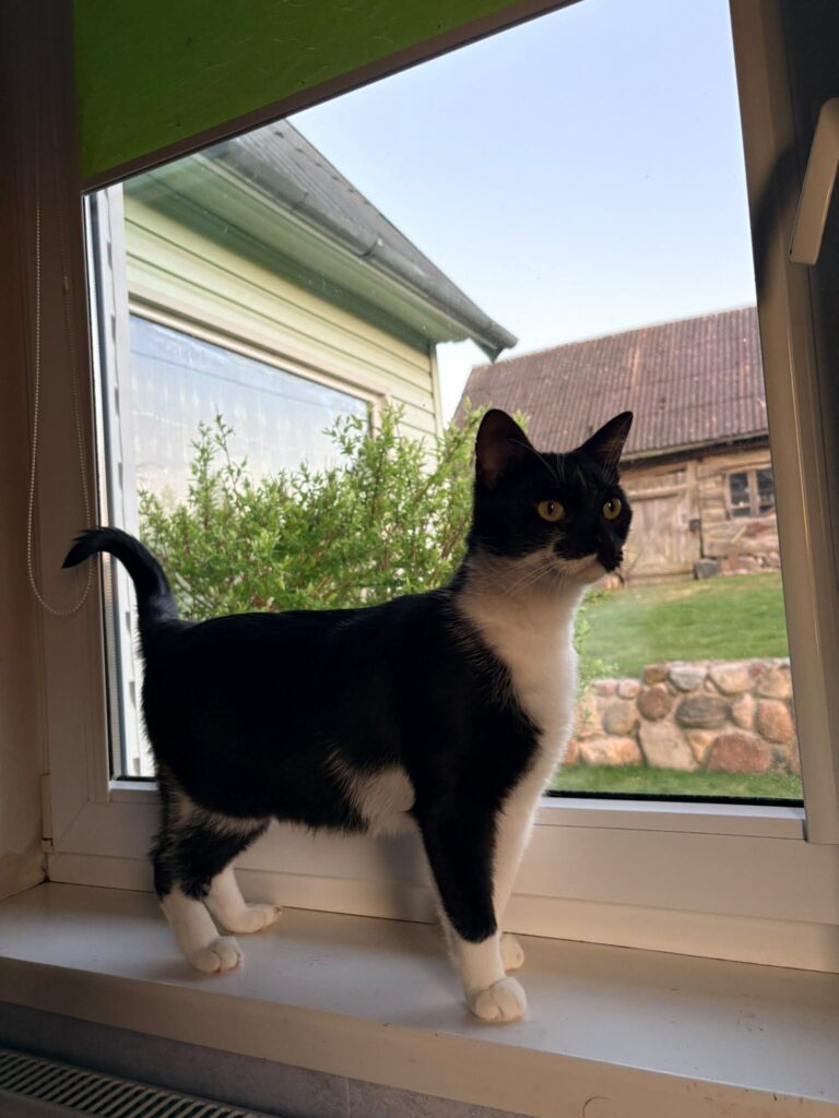 A young black and white cat is standing next to a window